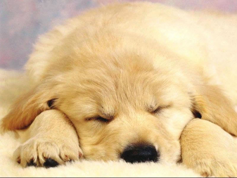 Wallpaper Pc Puter Dog Sleeping