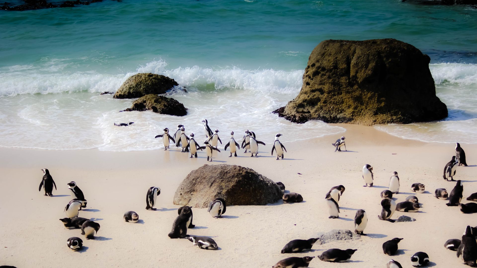 Penguins At Boulders Beach Cape Town South Africa Wallpaper