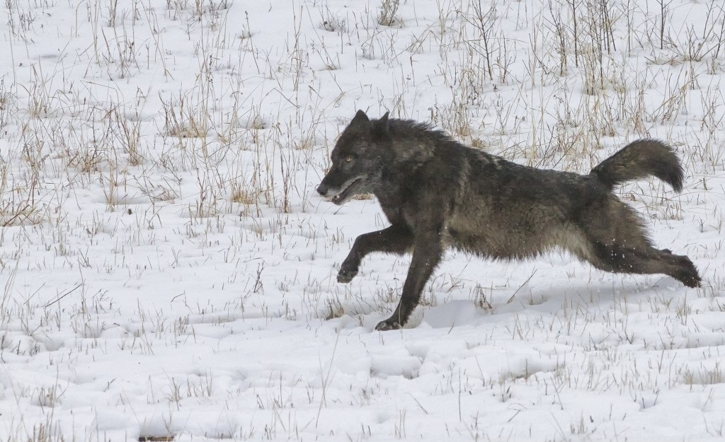 Image Black Wolf Running In Snow Jpg Youngonespack