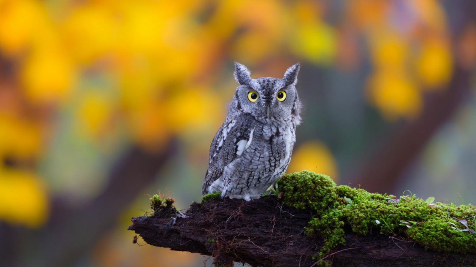 Owl Nature X Close