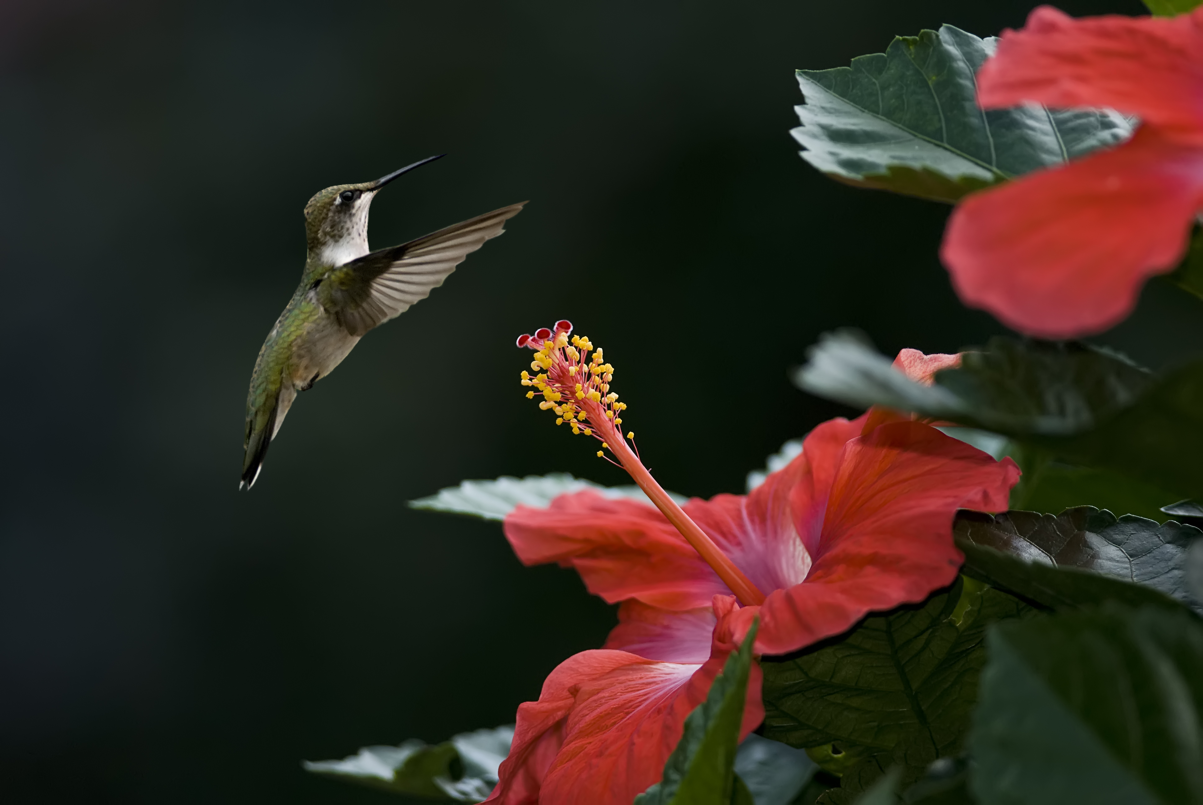 Natural Hummingbird Macro Photo Flowers