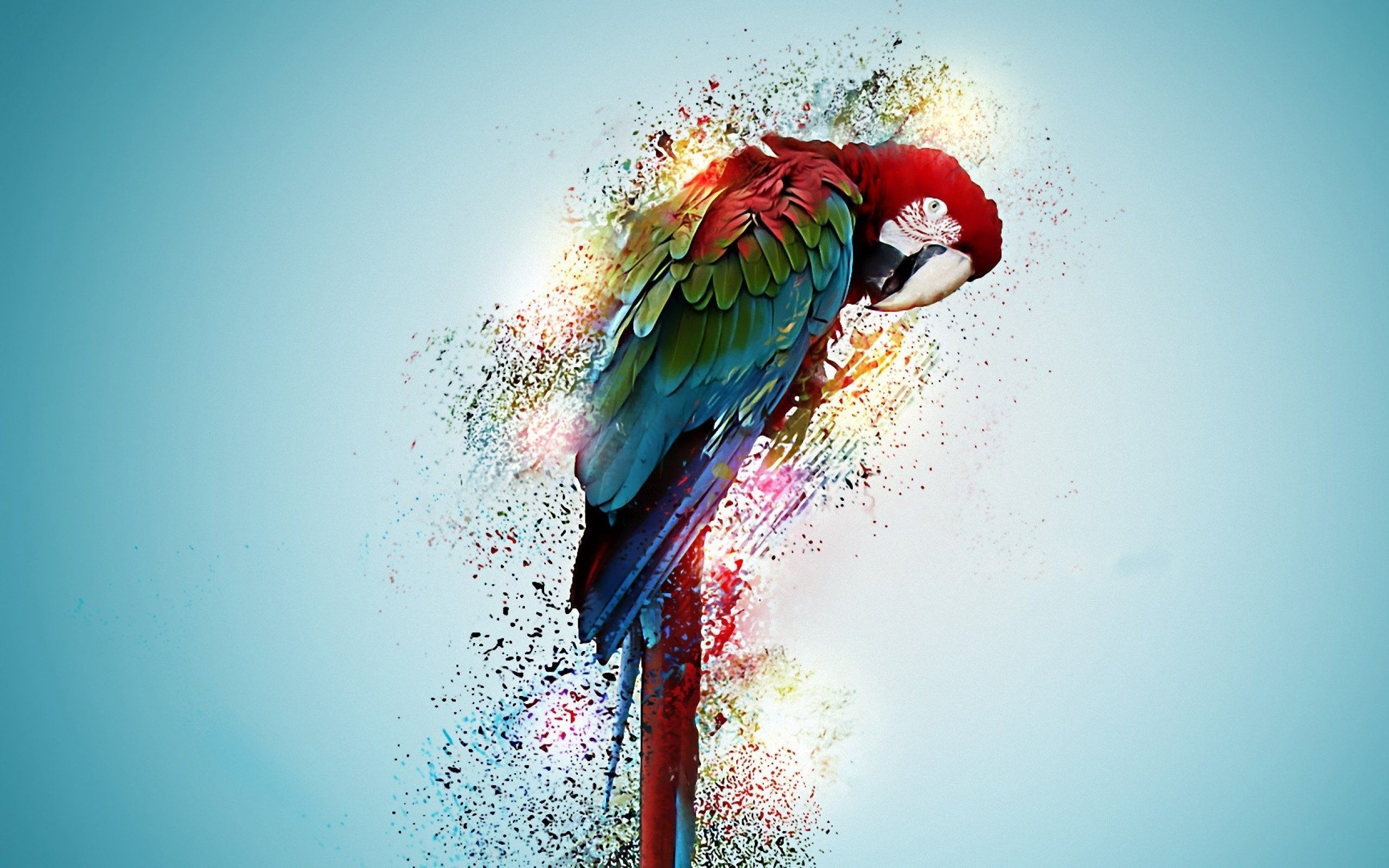 Beautiful Parrot Bird Wallpaper HD Free Download