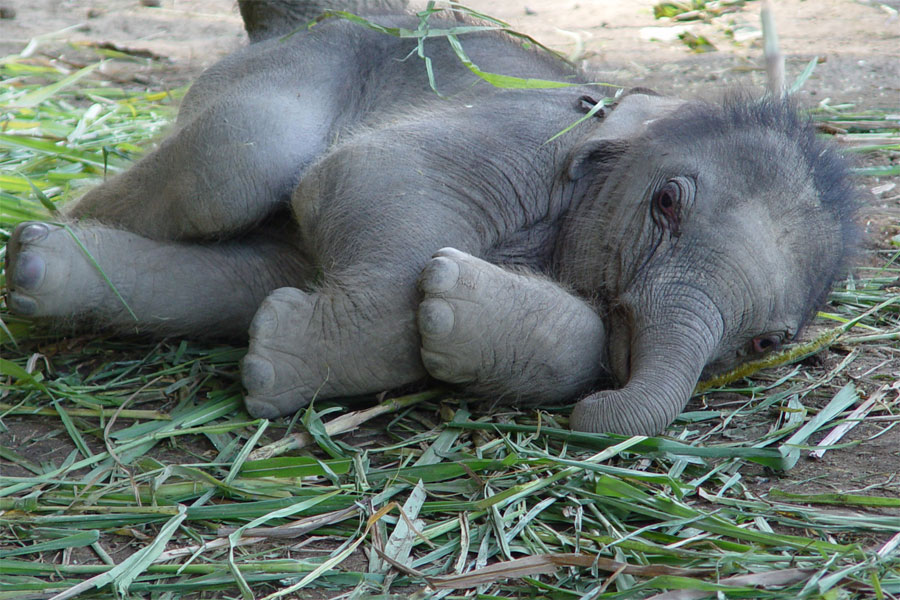 Zoo Animals Funny Baby Elephants New Photos Pictures