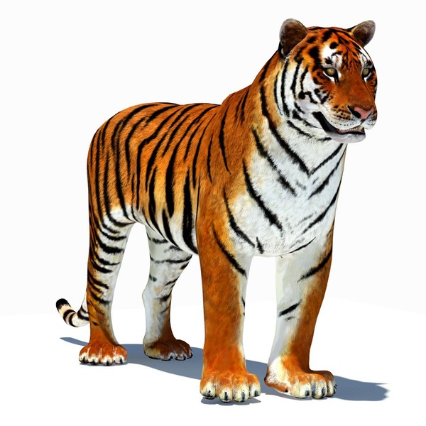 Rigged Tiger Animations 3d Model Animated Low Poly By Pictures