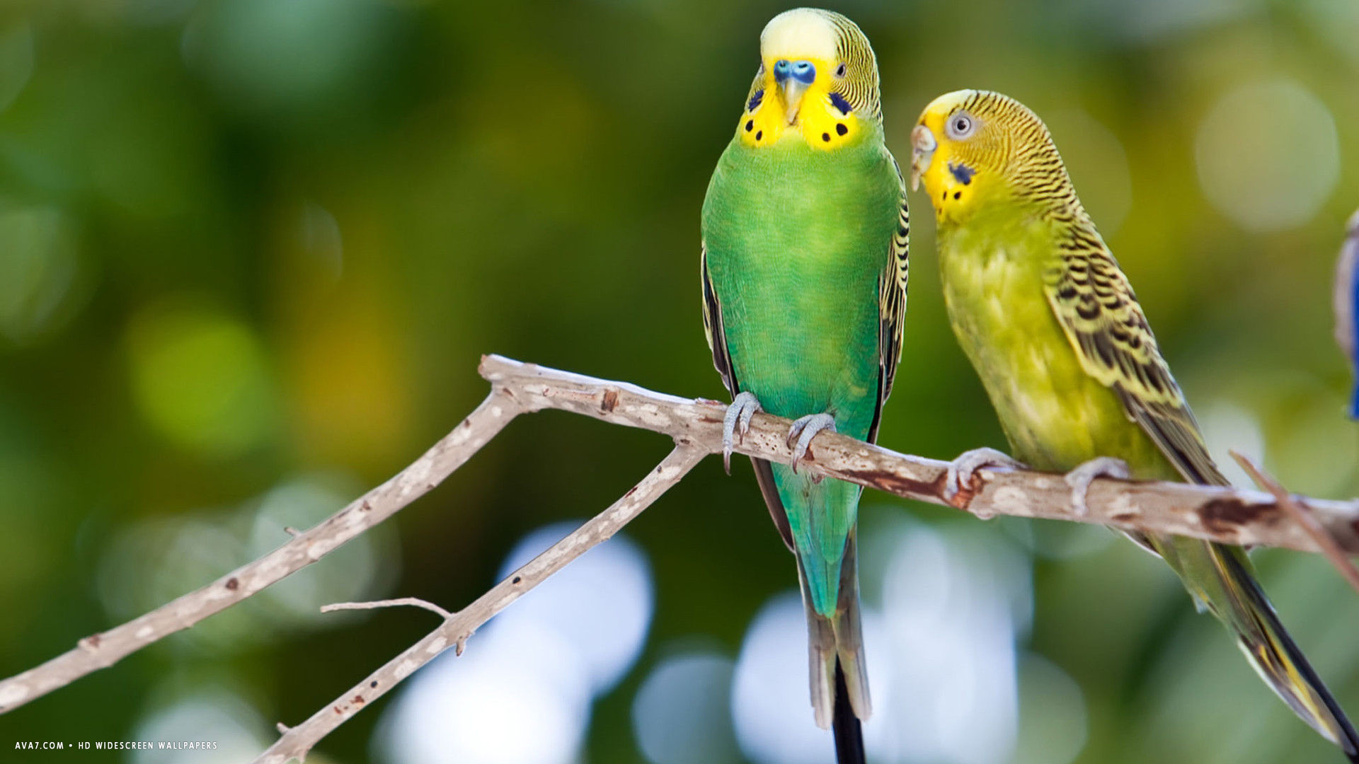 Budgie Two Green Budgerigars Birds Sitting HD Widescreen Wallpaper