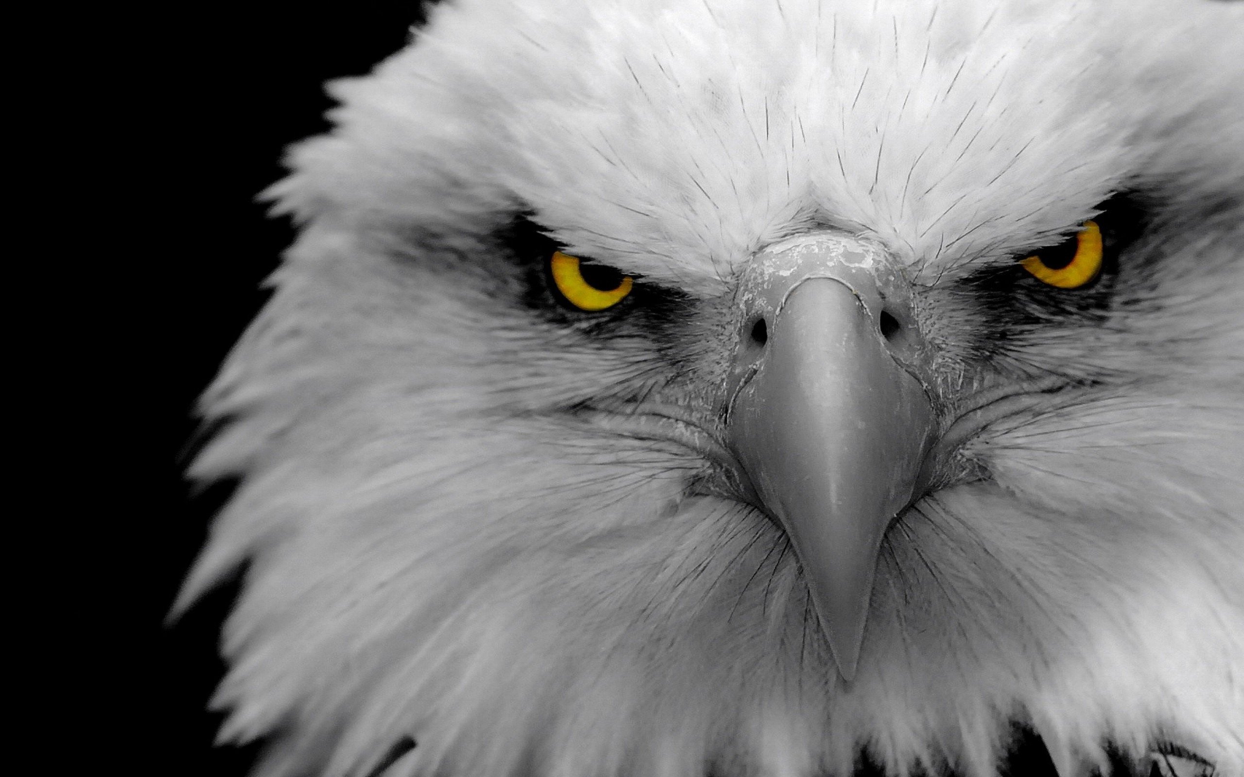 Bald Birds Eagles Wallpaper HD