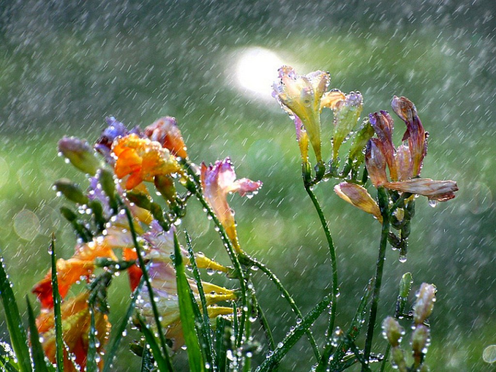 Raining On Flowers