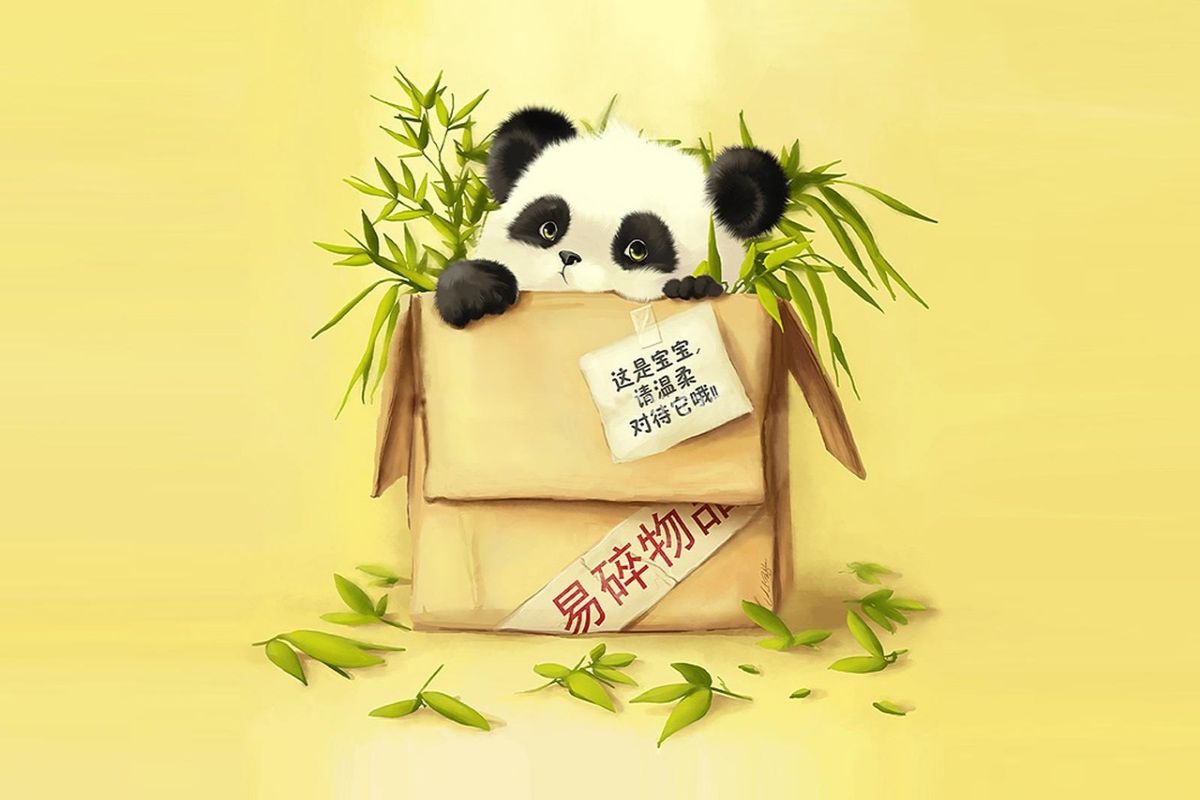 Osito Panda Caja Caricatura Cartoon Wallpaper