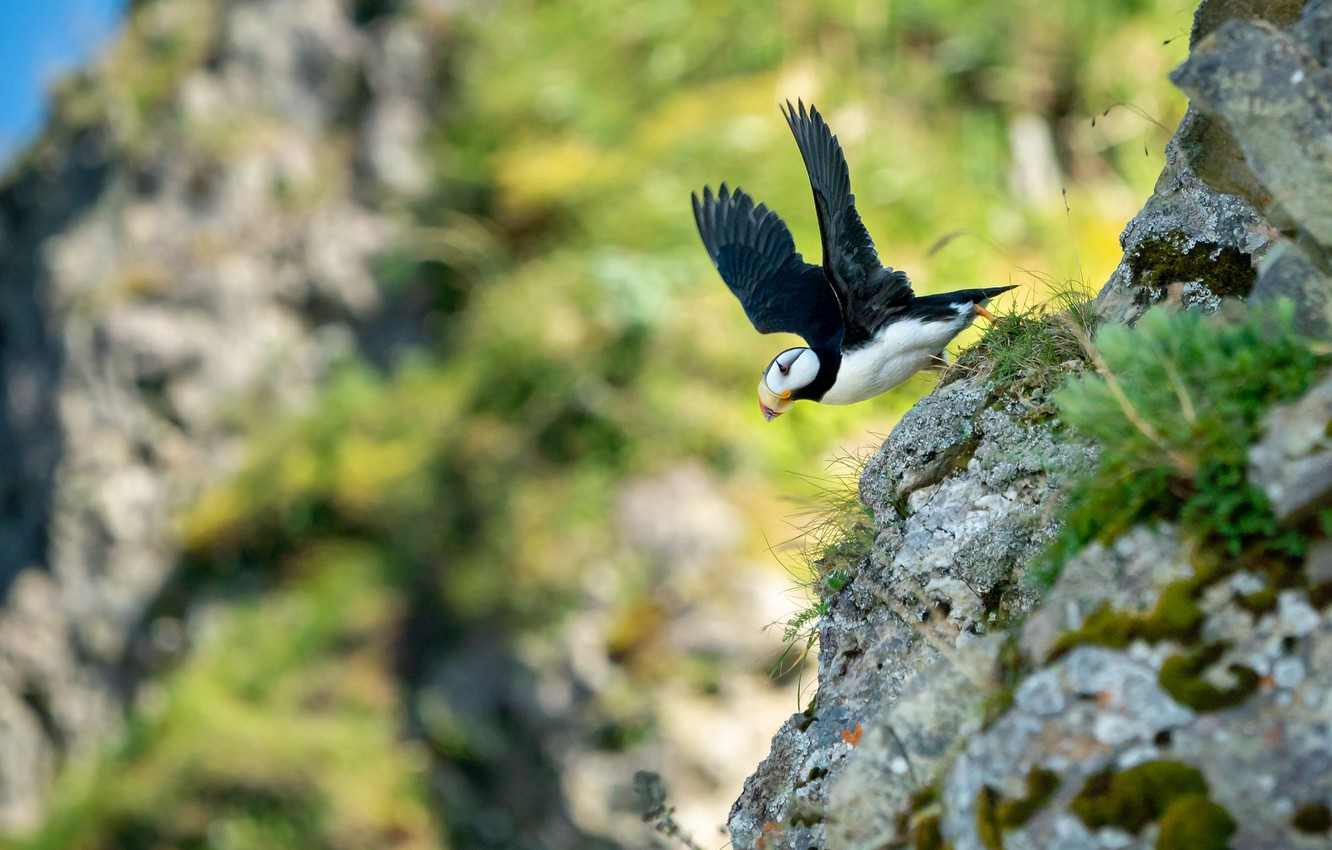 Wallpaper Flight Stones Background Rocks Bird Wings Slope