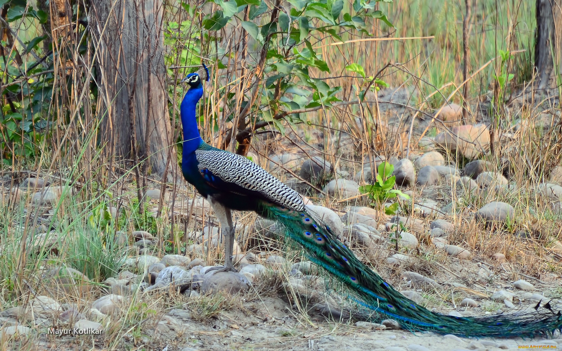 Beautiful Peafowl Awesome HD Wallpaper High Resolution