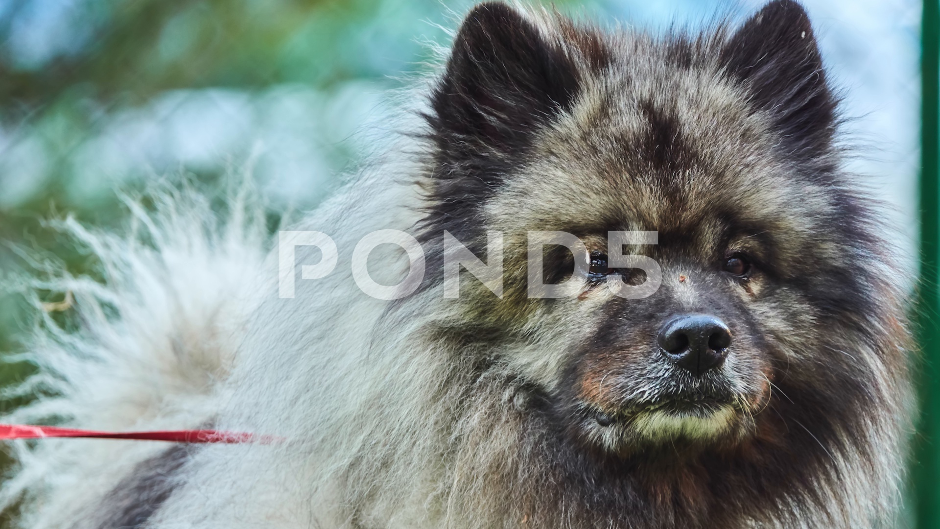 Keeshond Is Medium Sized Dog With Plush Two Layer Coat Hi Res