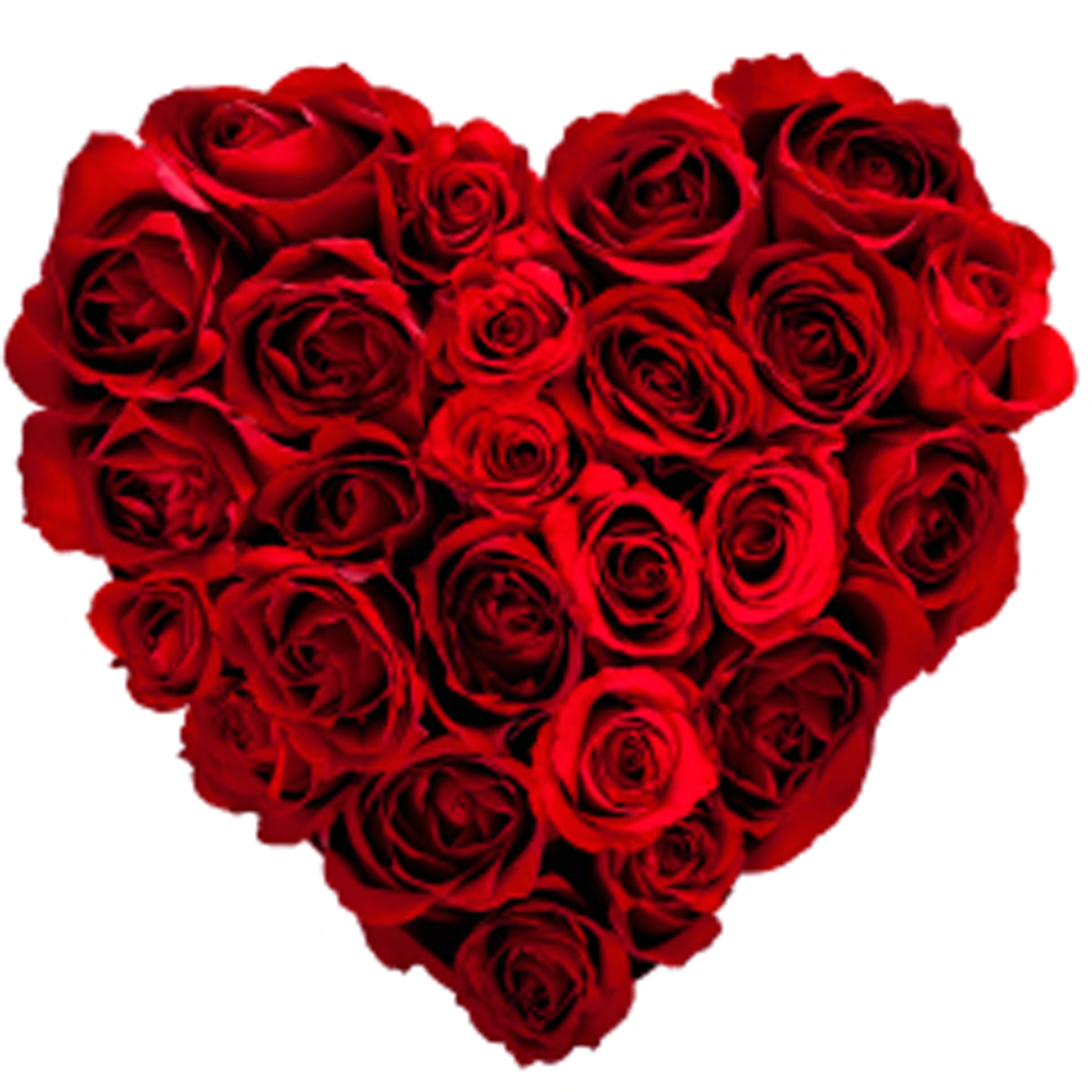 Valentine S Day Red Roses