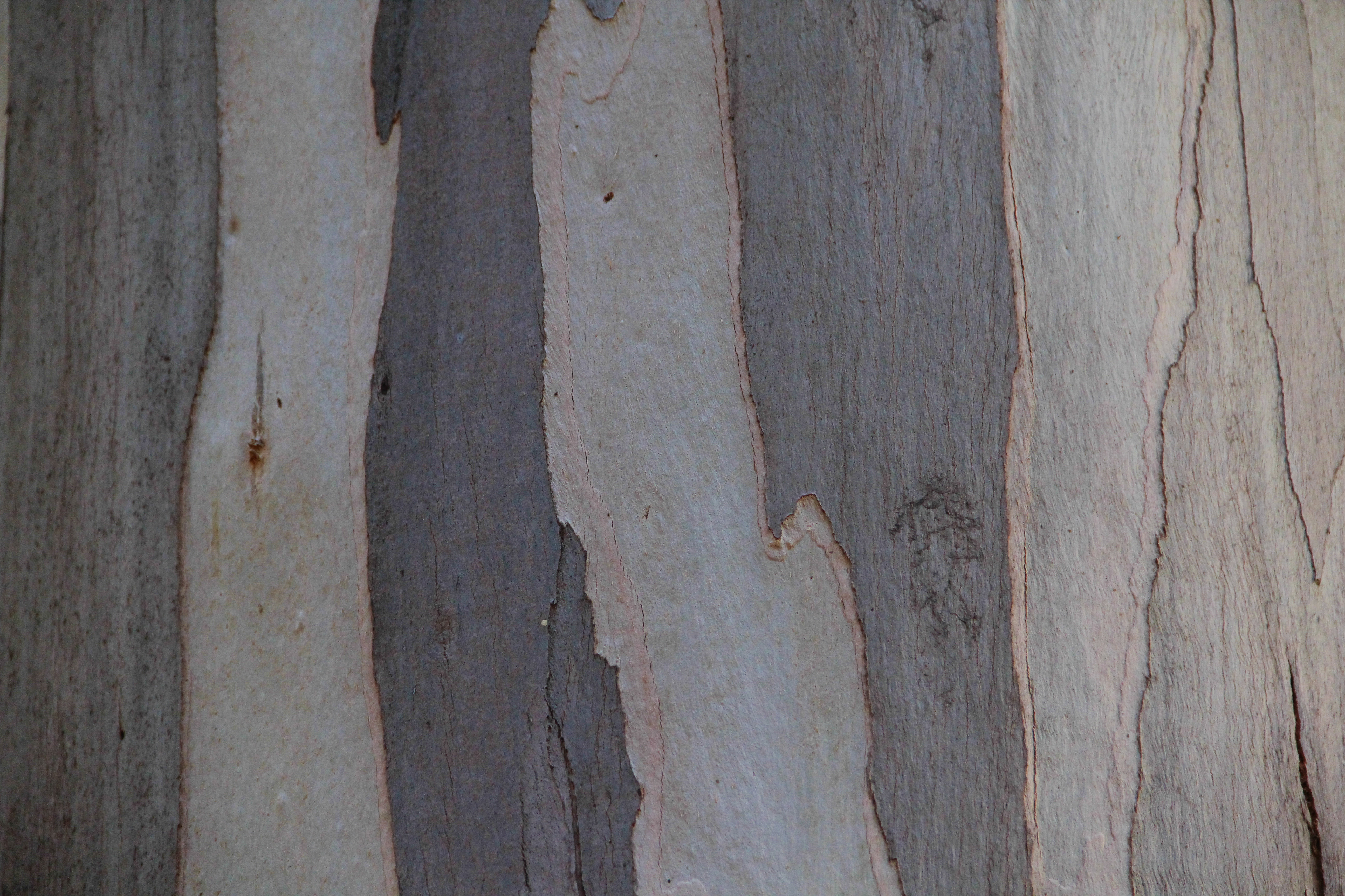 Textures Eucalyptus Wood Texture Bark Paper Wooden Grey Stoc Wallpaper