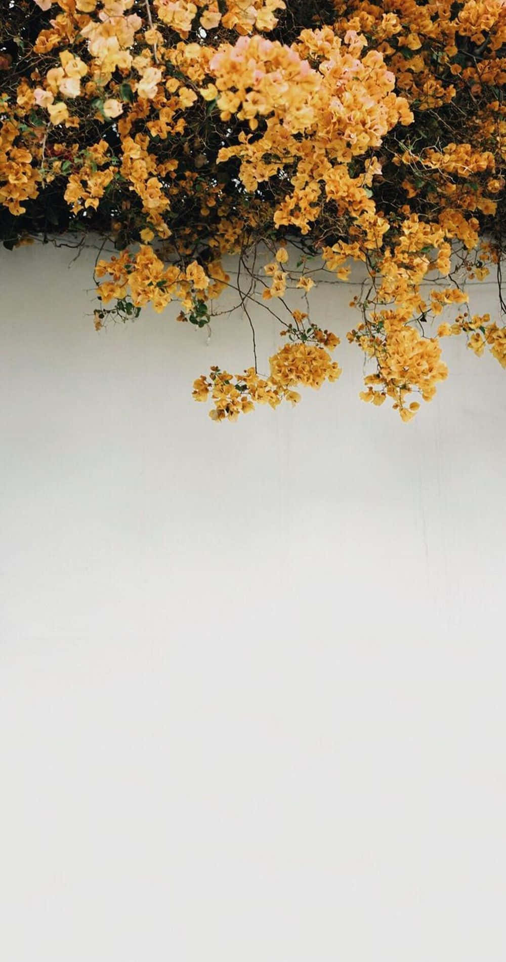 Sunflower Yellow Aesthetic Wallpaper