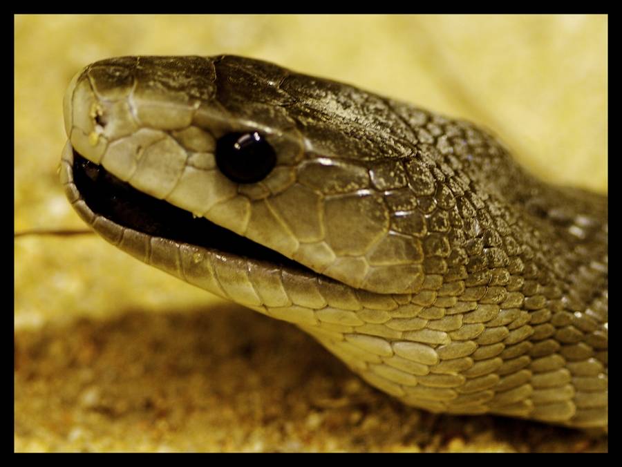 Top Most Dangerous Black Mamba Snake Wallpaper In HD