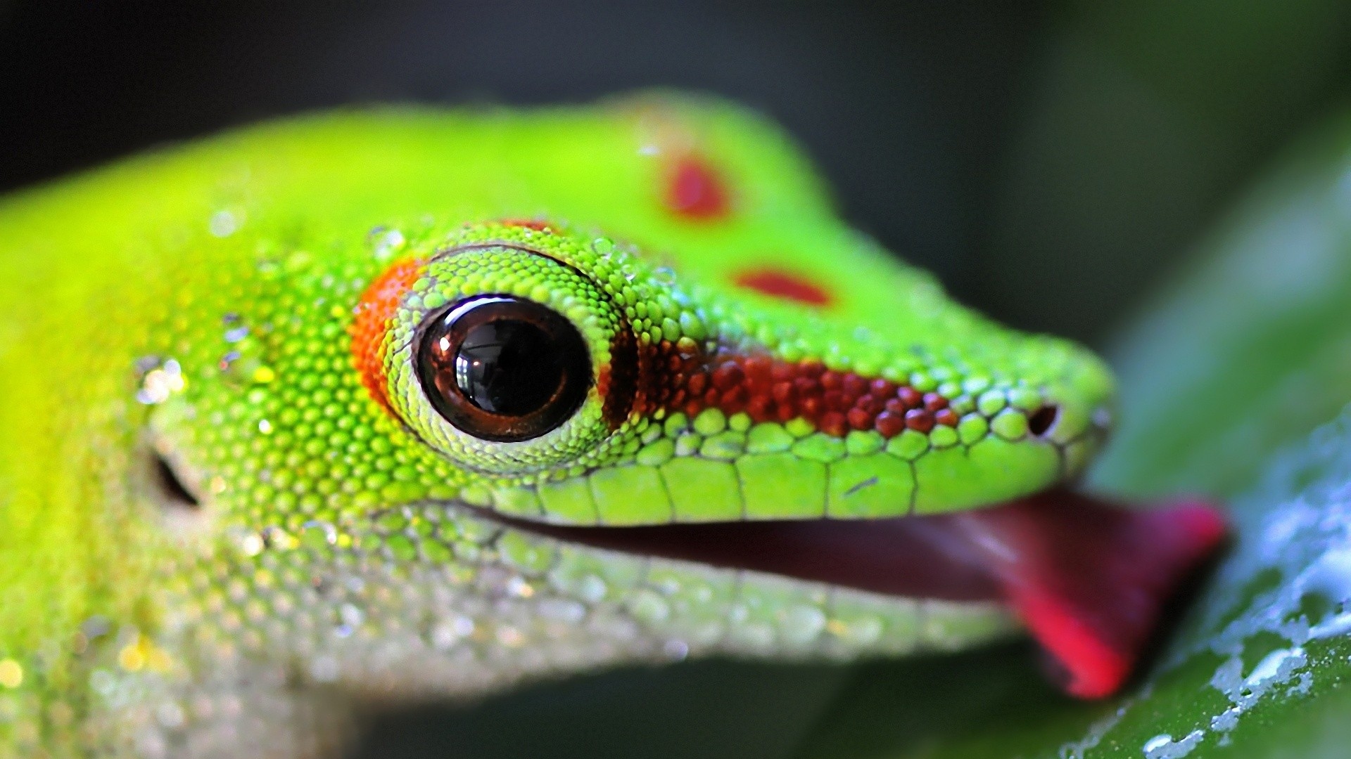 Lizard Color Bright From Wallpaper4u Org Your Wallpaper News