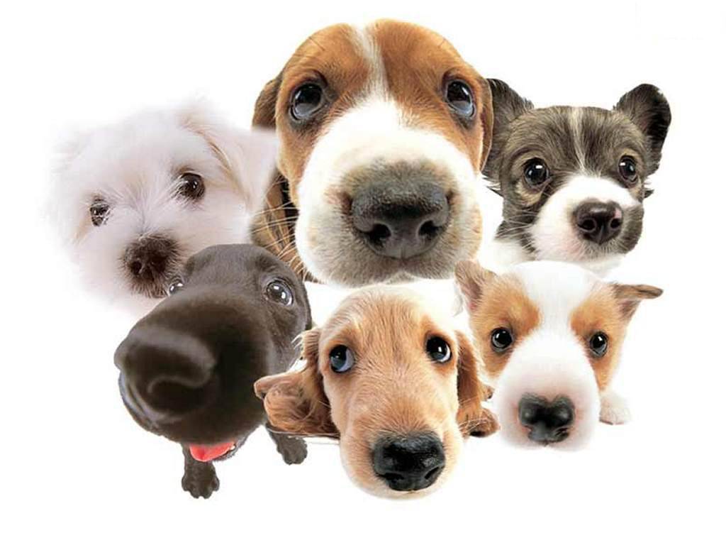 Cute Dogs Wallpaper Desktop