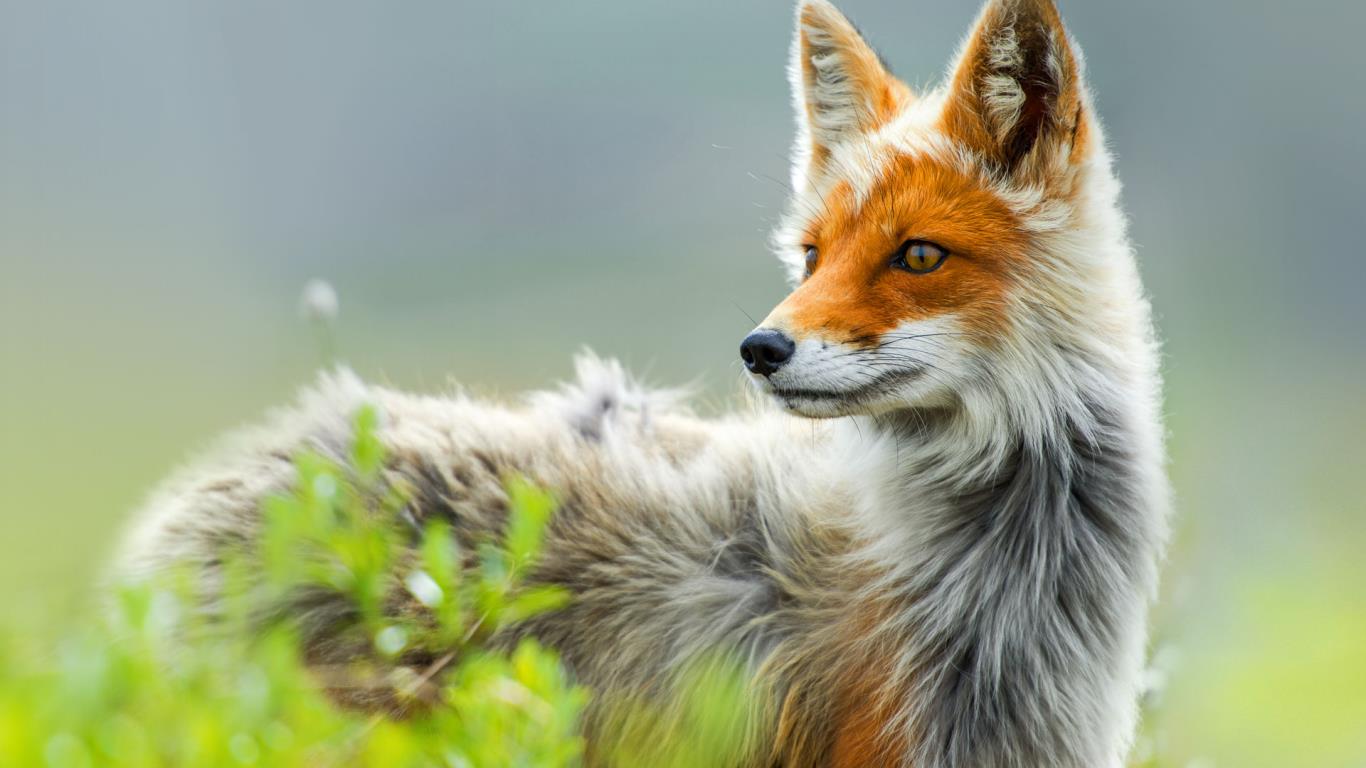 Red Fox Chukotka Region Russia Ivan Kislov In Cooperation With