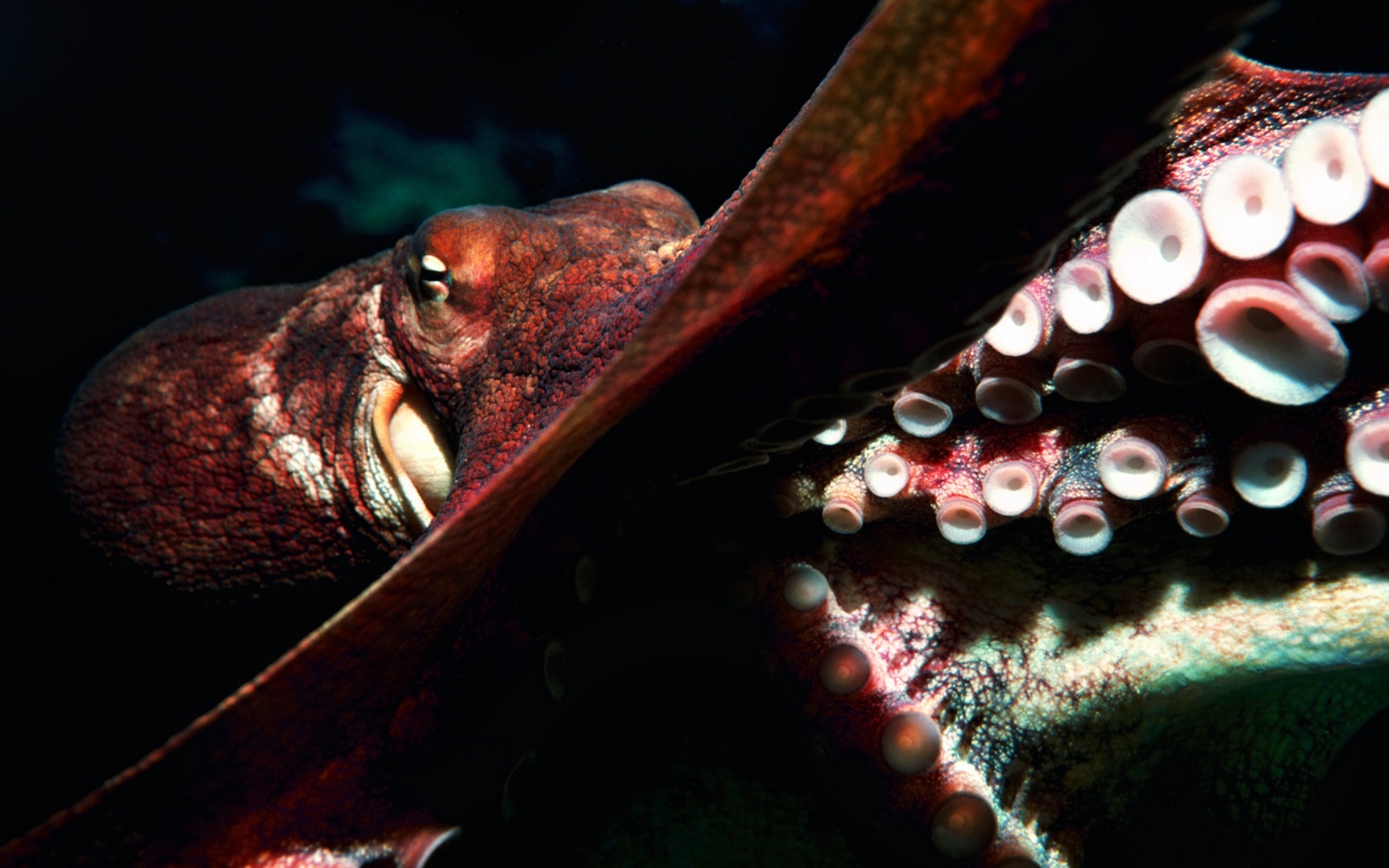 Top Rated Hqfx Octopus Image Nice Collection