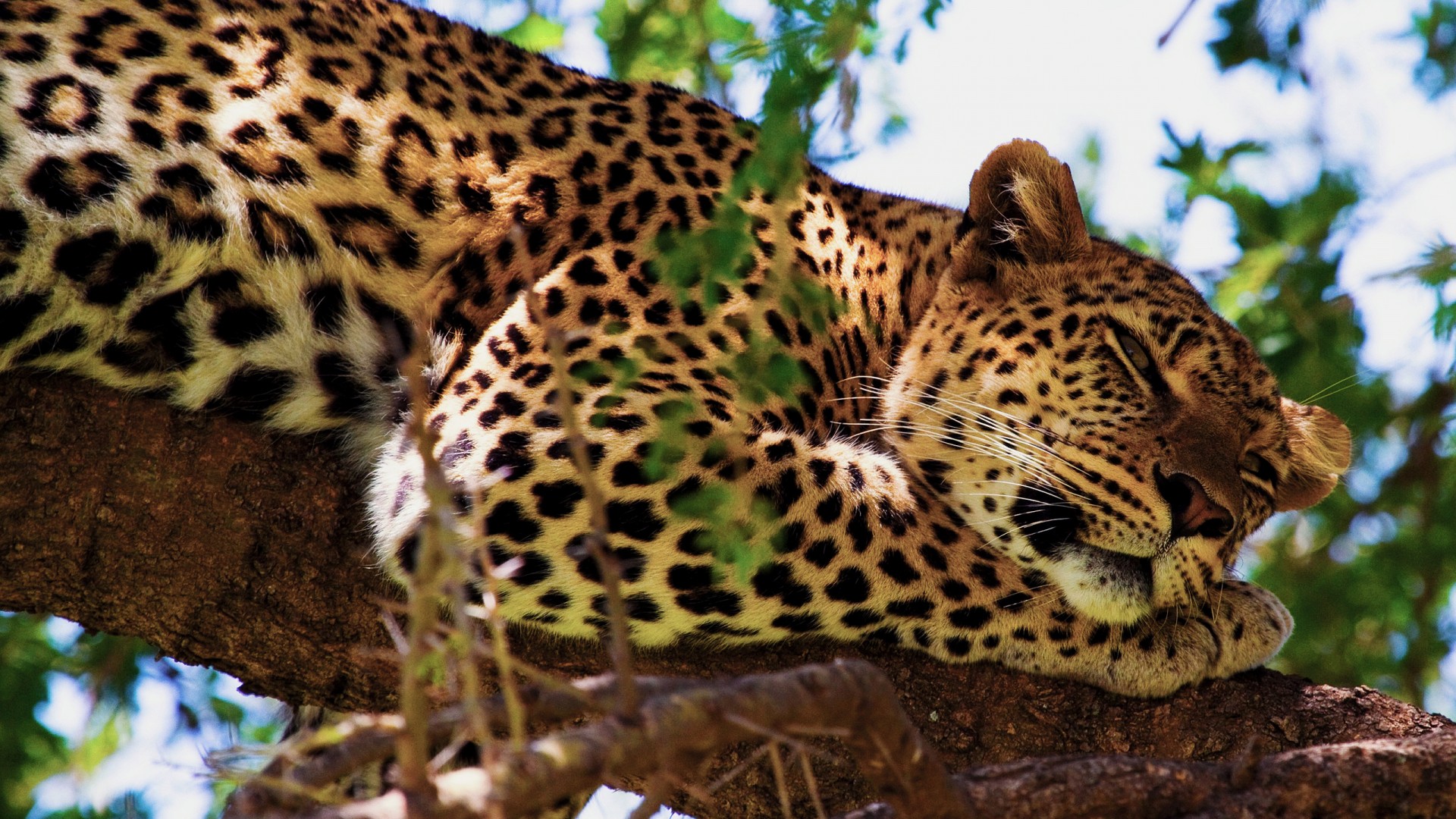 African Safari Jaguar Wallpaper HD Desktop