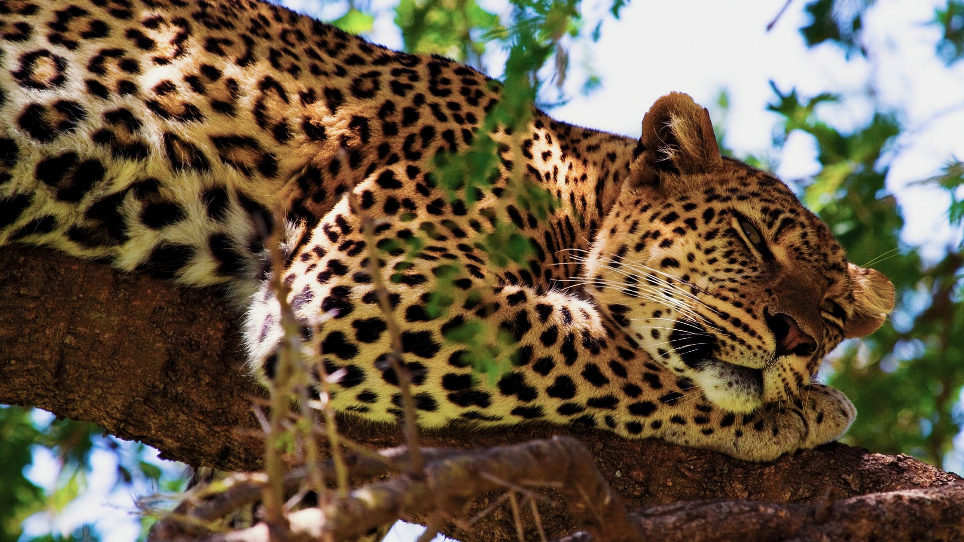 African Safari Jaguar Wallpaper Hd Desktop