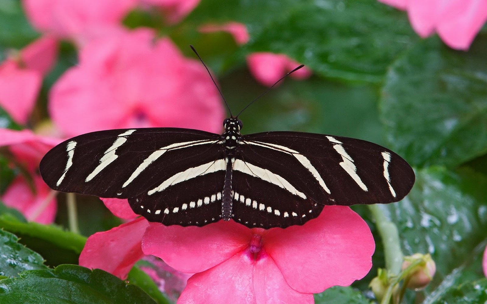47+ Pink and Black Butterfly Wallpaper on WallpaperSafari