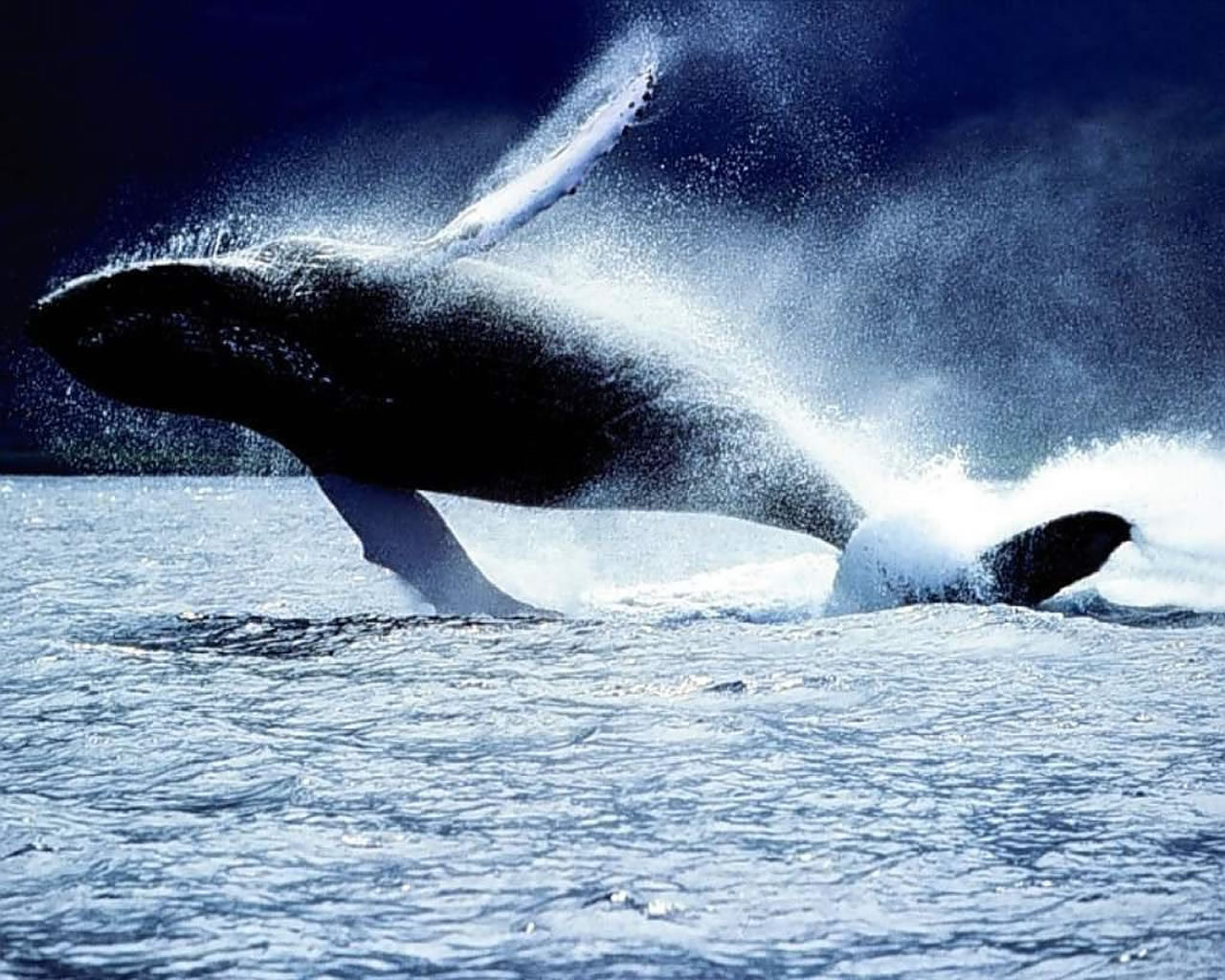 Animal Pictures Orca Wallpaper HD Photos Jpg