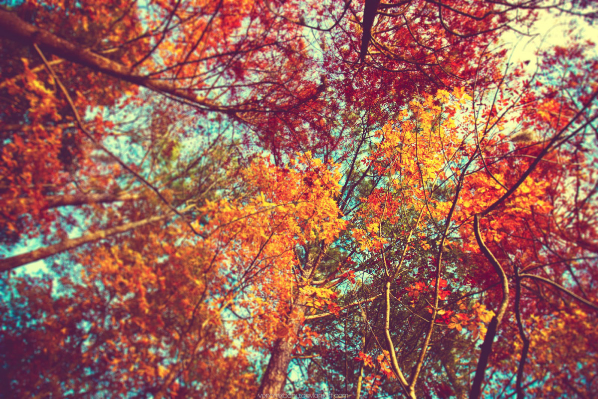 Fall Background Rafeeasaeed