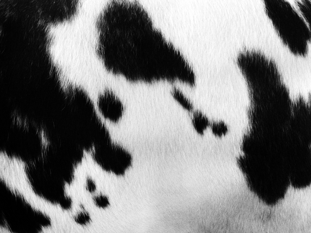 Spots On A Cow Hide Photo Iver