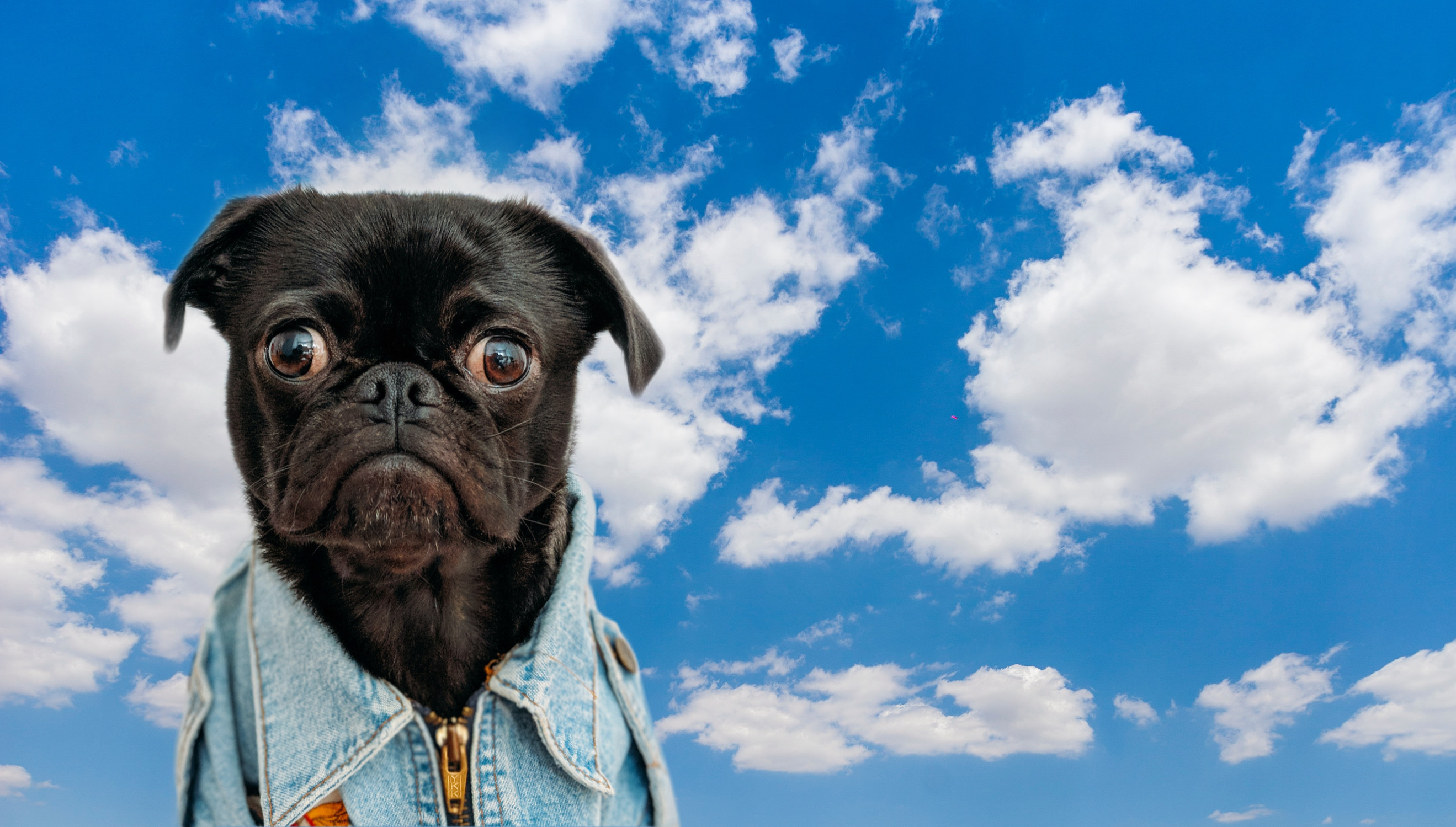 Fun Zoom Background Image Funny With Ideas Wallpaper