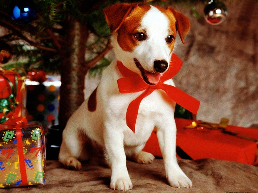 Christmas Gift Dog Wallpaper Christian And Background