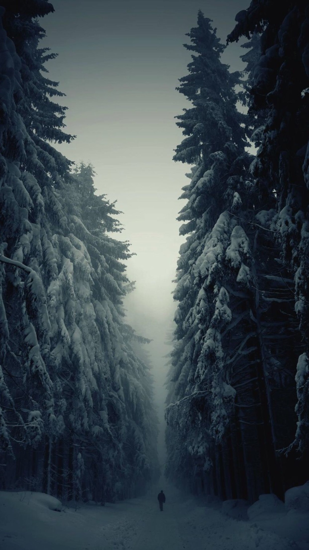 Snowy Forest Wallpaper (70+ pictures)