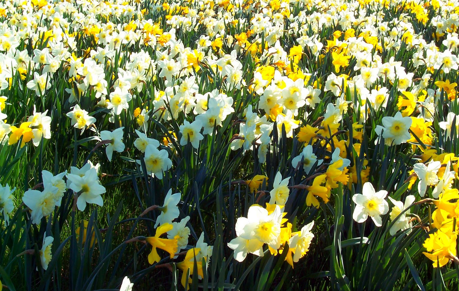 Lovely Daffodil Field In Sun HD Wallpaper The Database