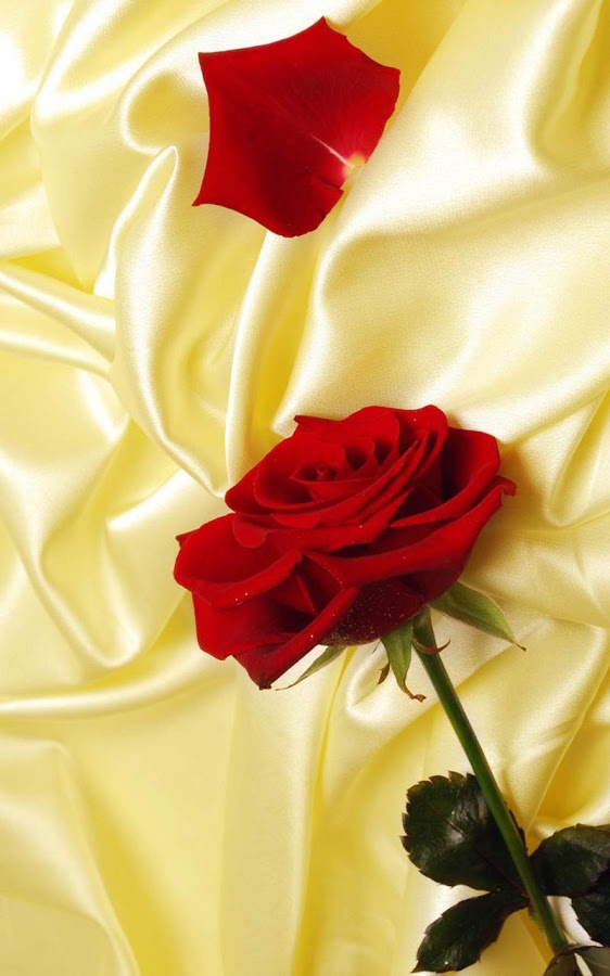 Description Red Rose Live Wallpaper Is Beautiful For Your