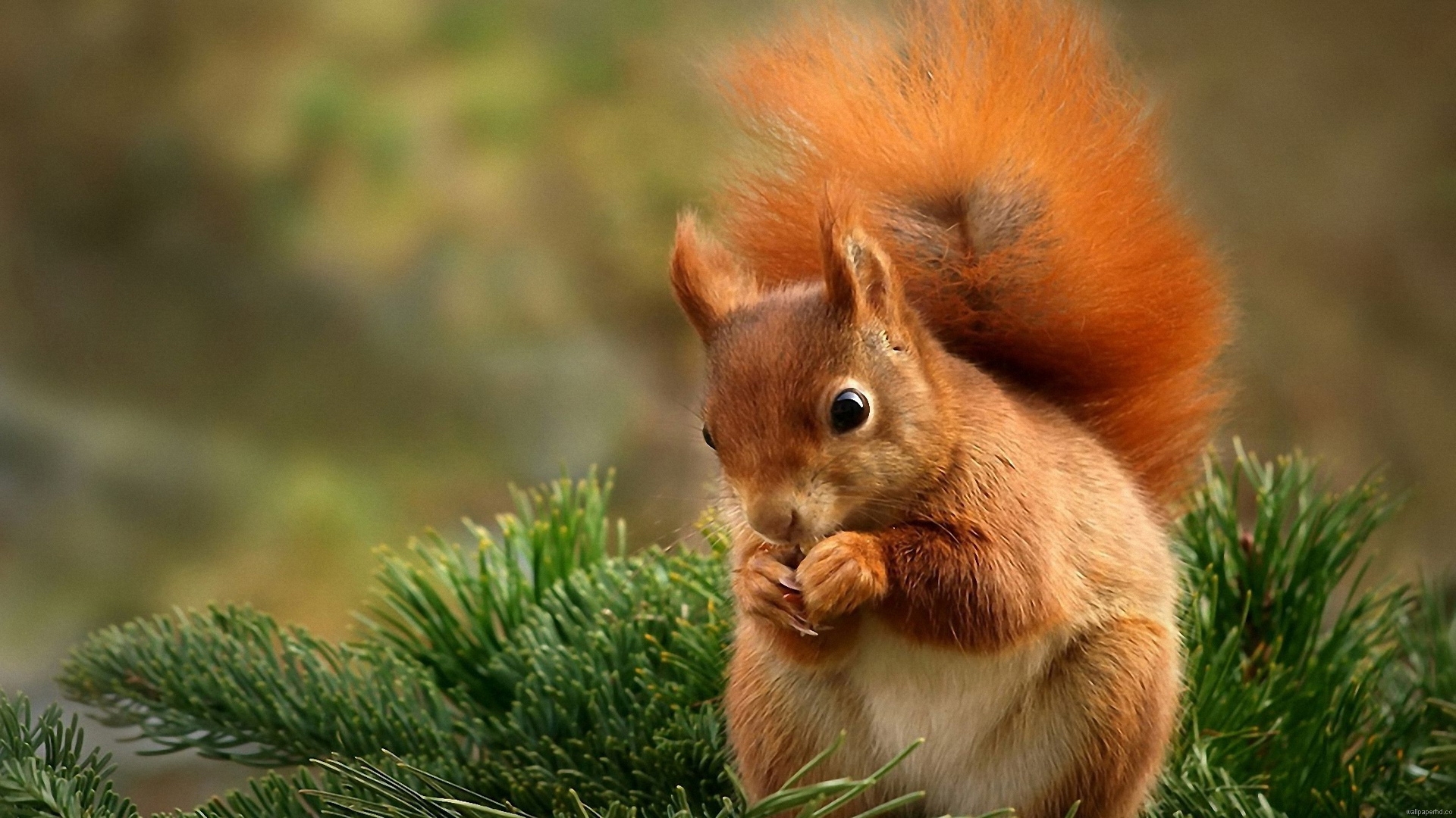 Pics Photos   Squirrel Animal Cute Wallpapers