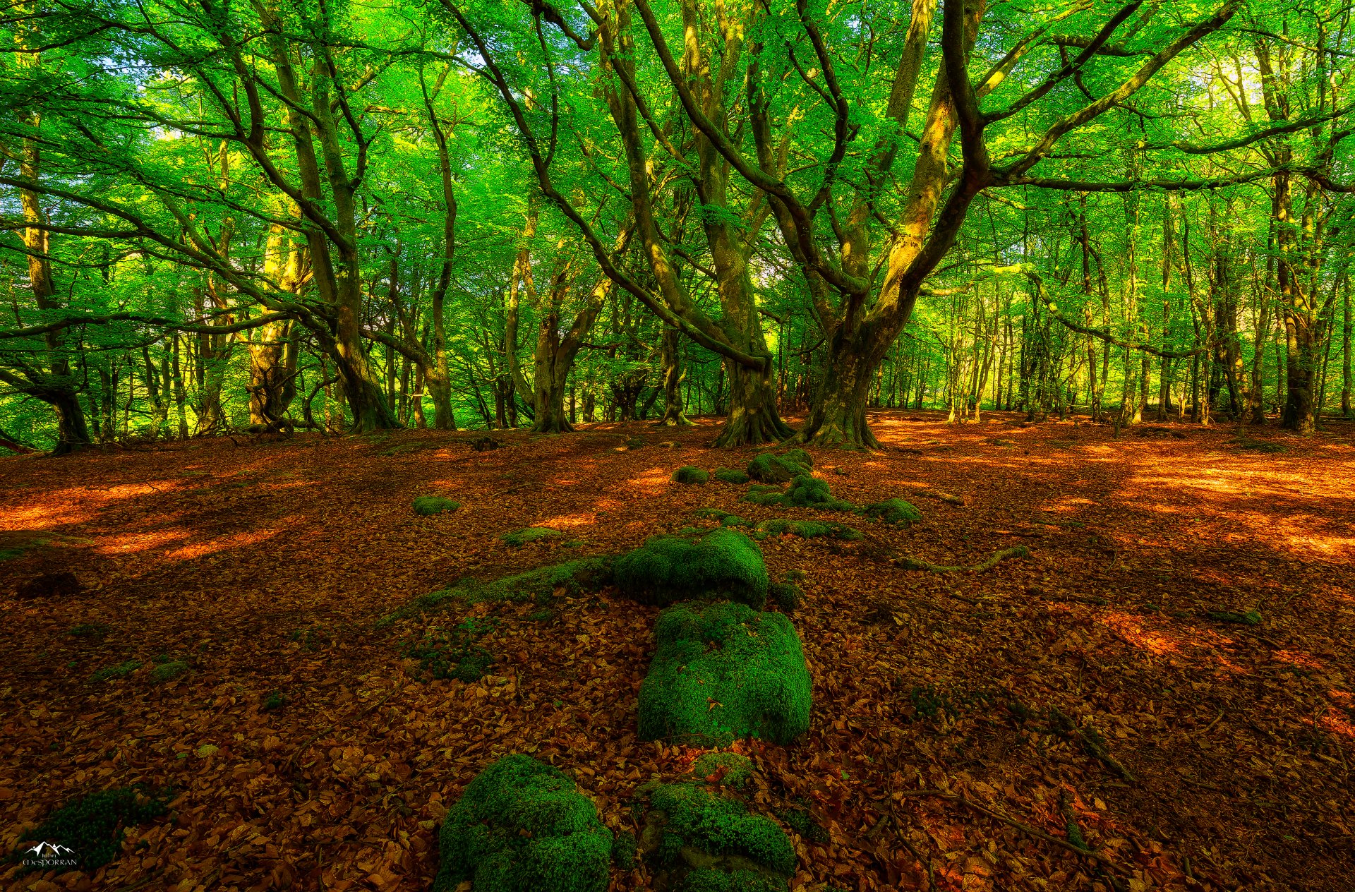 Forest 4k Wallpaper Beautiful