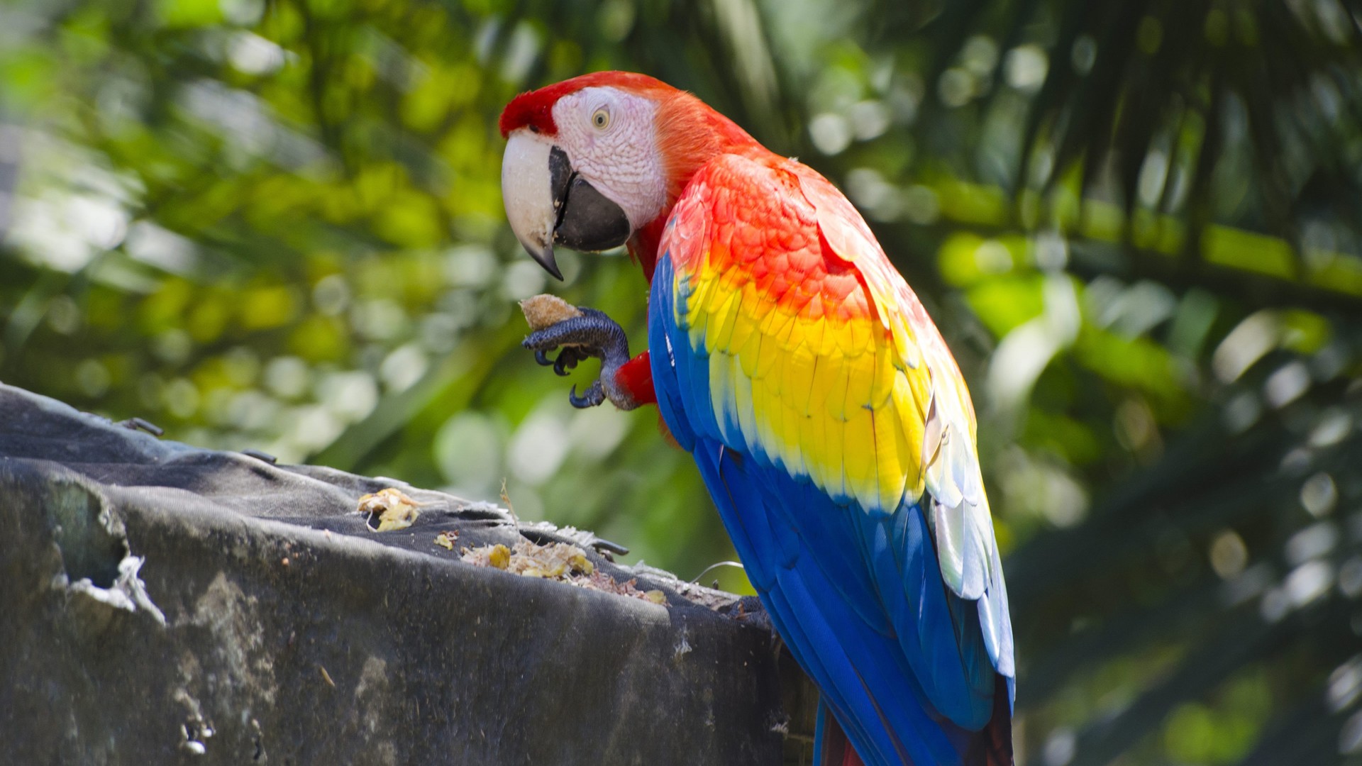 Scarlet Macaw Parrot Ultra Hd Wallpaper Wallpapers13com