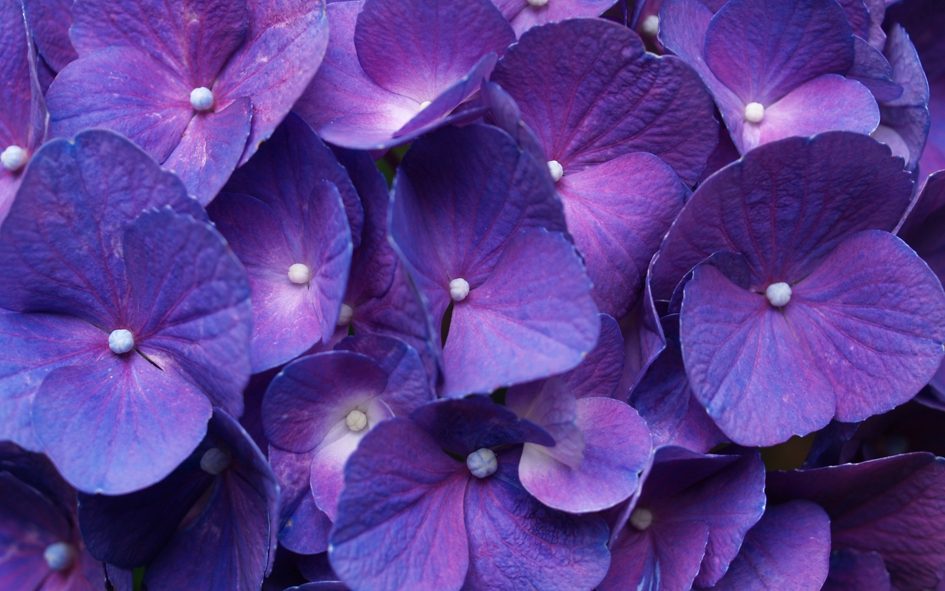 Nature Hydrangea HD Wallpaper