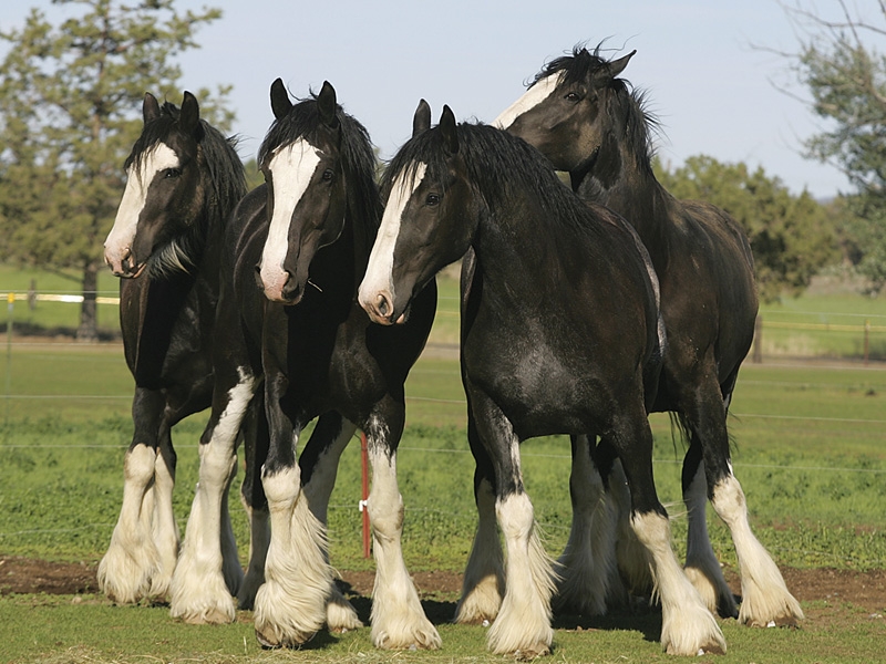 clydesdales Wallpaper download