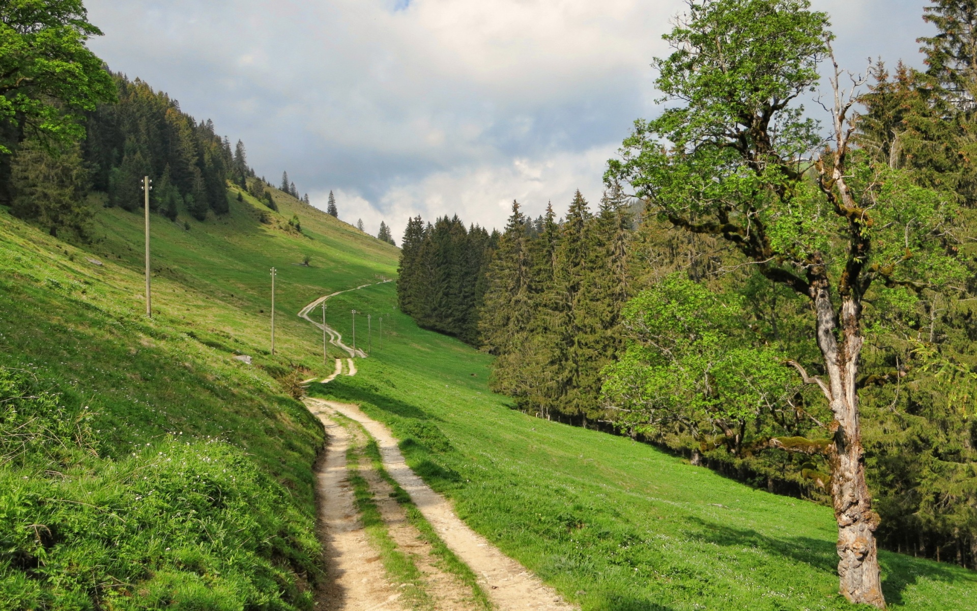 Forest Hills Path Switzerland Wallpaper