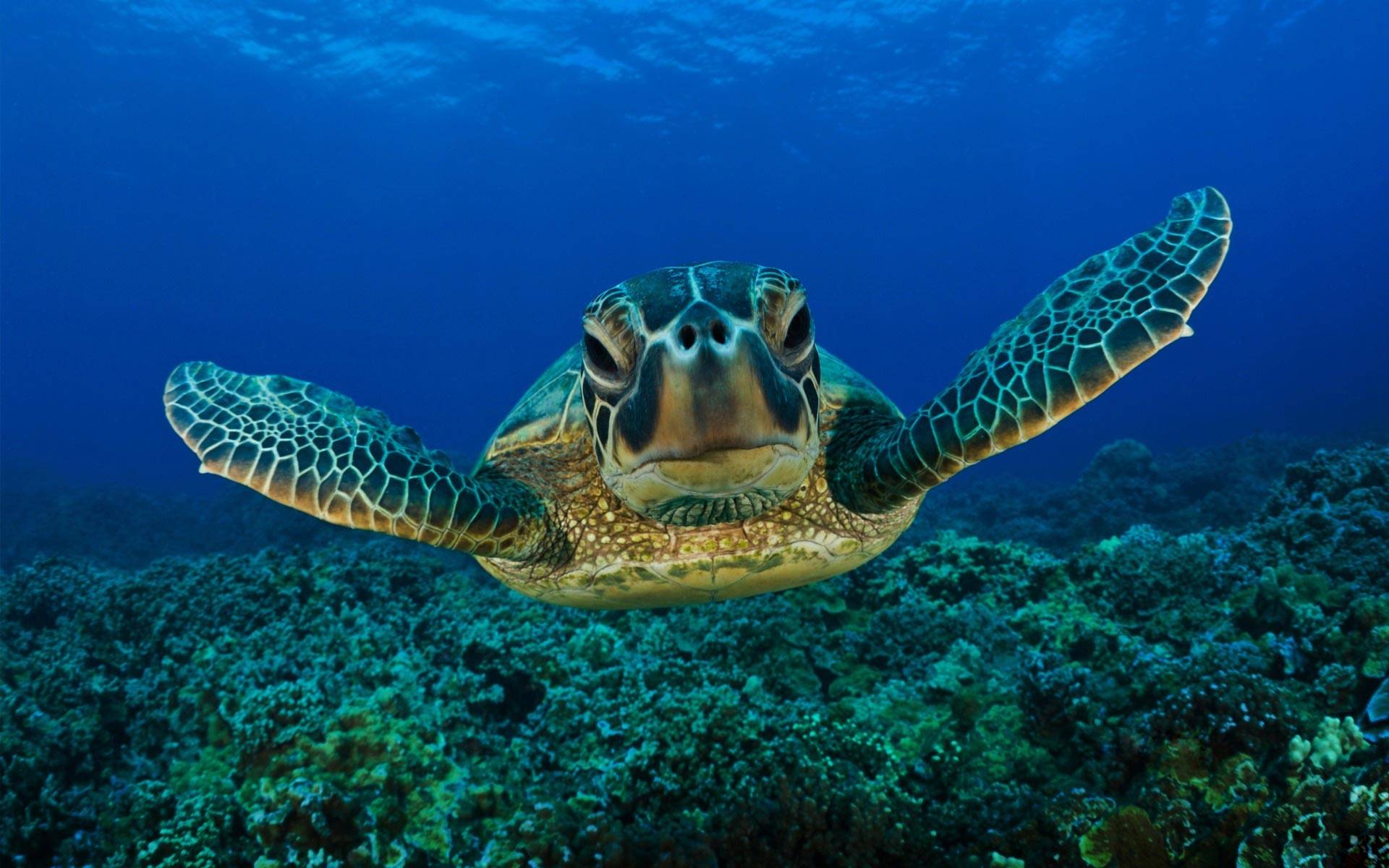 Hawksbill Sea Turtle Tropical Fish Underwater Life Wallpaper