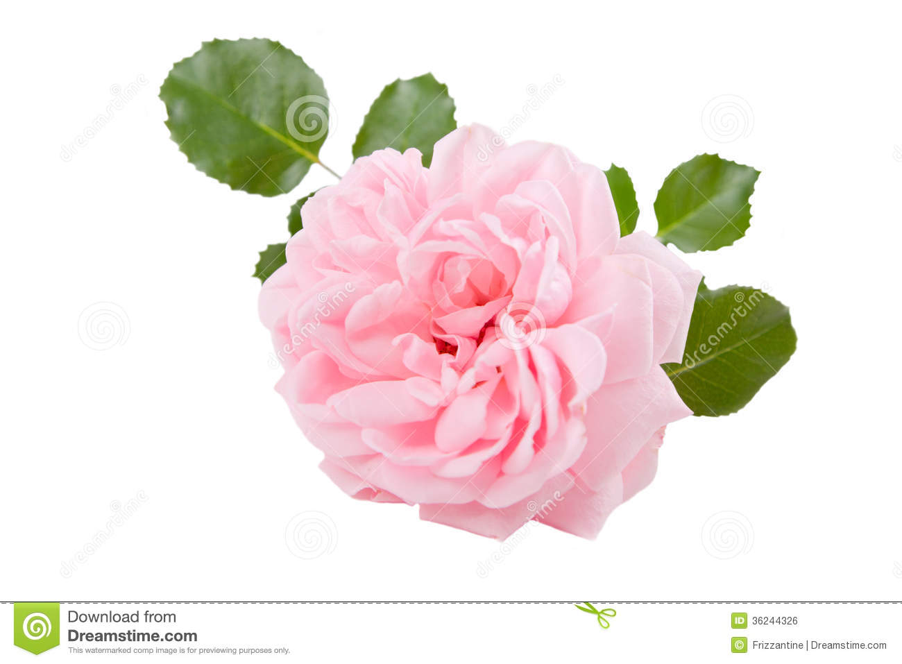 Habrumalas Pink Rose White Background Image