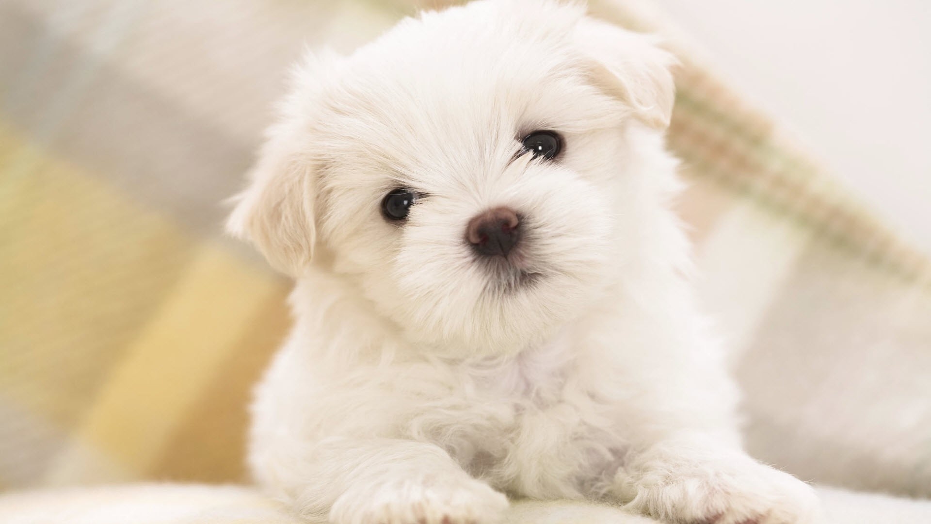 Wallpaper Puppy Cute White HD Desktop
