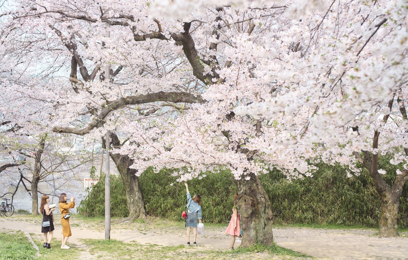 Wallpaper Nature Girls Tree Spring Sakura Japan Holiday