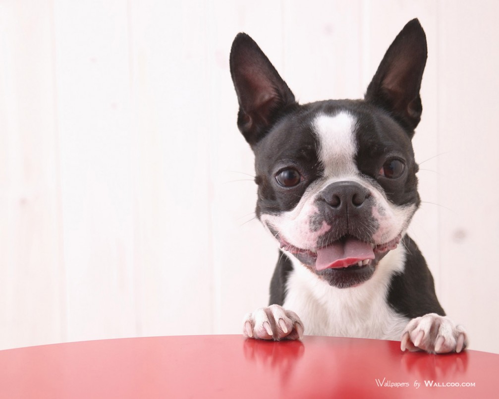 Boston Terrier Rescue Orlando Cute Puppies Wallpaper