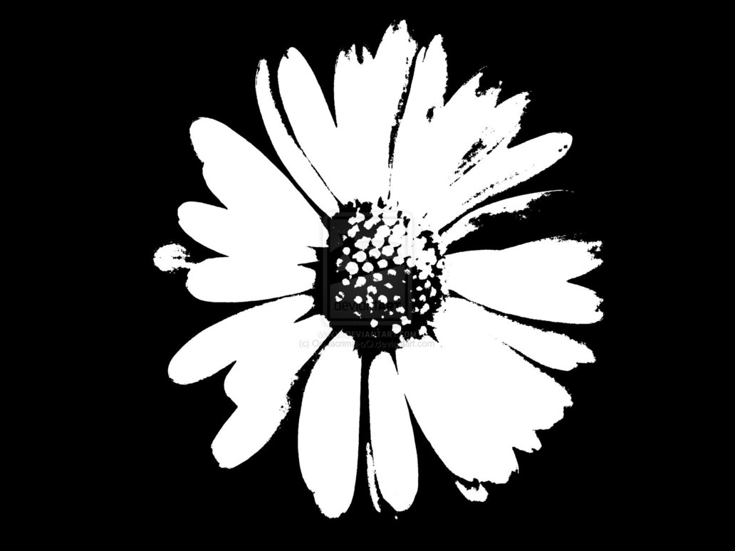 Daisy Black And White 24688 Hd Wallpapers in Flowers   Imagescicom