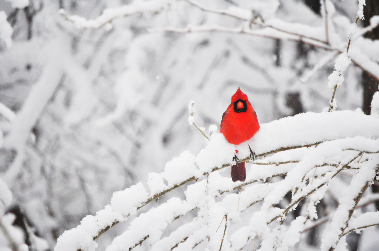 Snow Cardinal Wallpaper A cardinal in the snow 2by 1600x1063