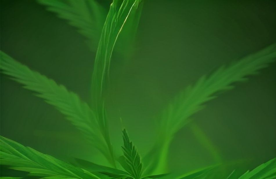 Marijuana Hd Wallpaper