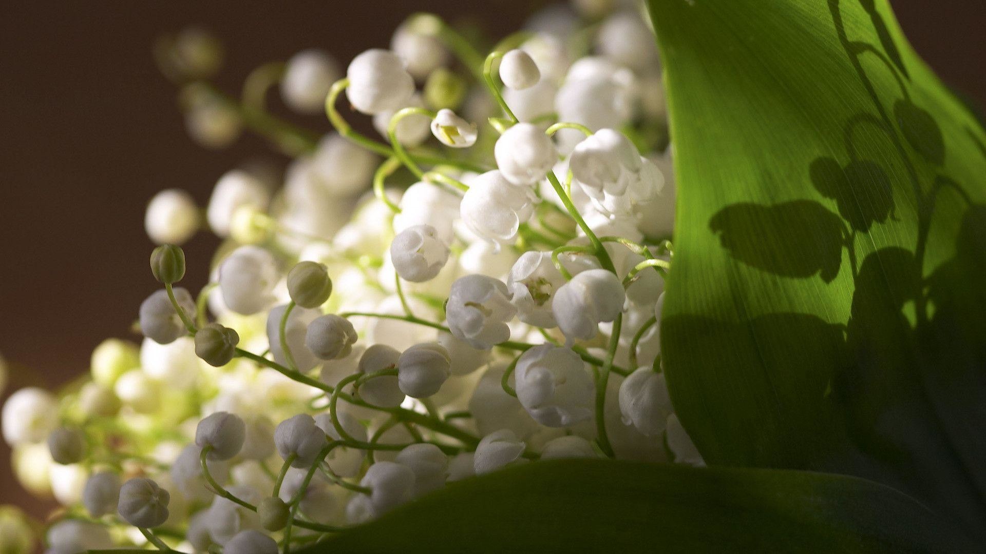 Lily Of The Valley Wallpaper