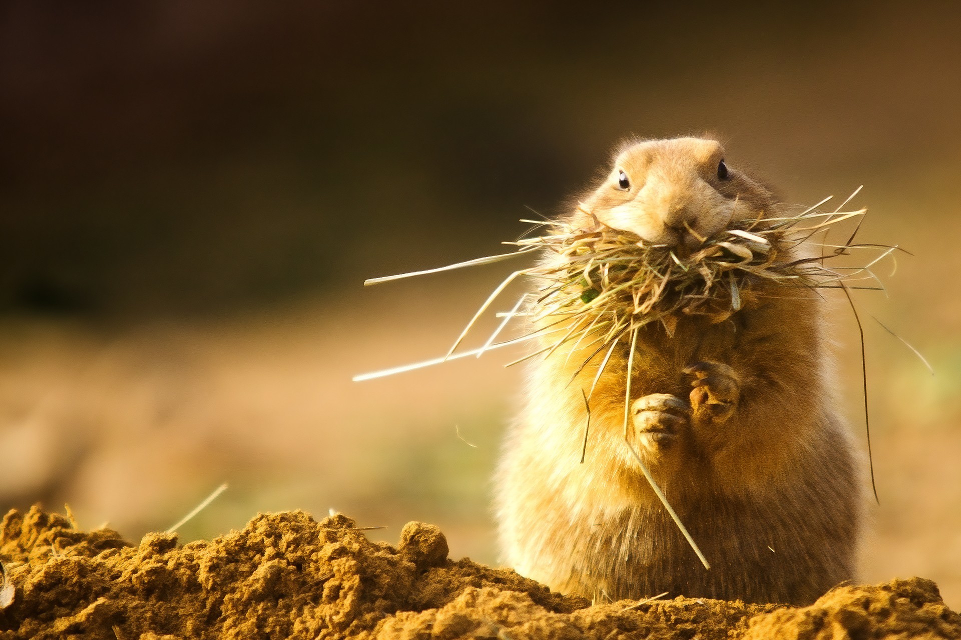 Fat Gopher On A Diet